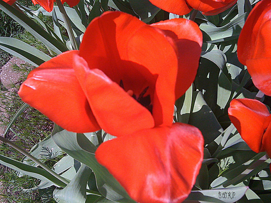 Yummy Red Tulip Photograph by Barbara Plattenburg