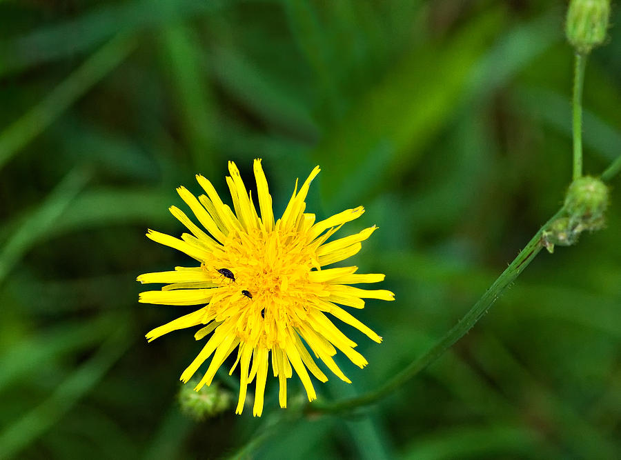 Flower Photograph - Yummy Yellow by Steve Harrington
