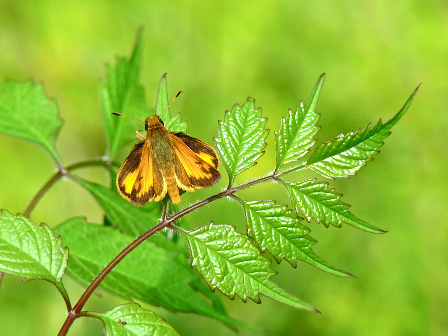 Zabulon Skipper Butterfly - Poanes zabulon Photograph by Carol Senske