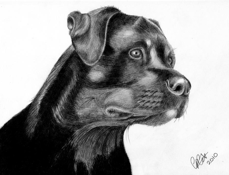 Dog Drawing - Zak by Chris Cox