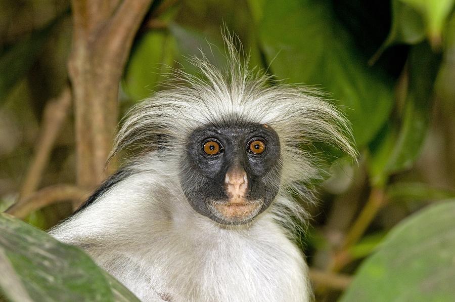 Zanzibar Red Colobus Monkey Photograph by Science Photo Library - Fine Art  America