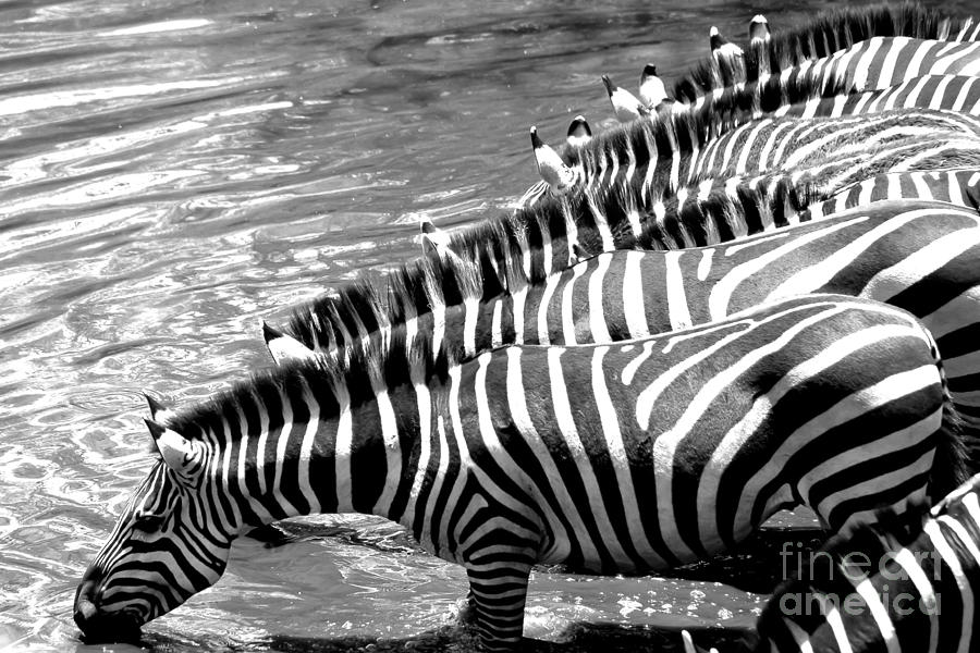 Zebra - Black or White Stripes Photograph by Darcy Michaelchuk