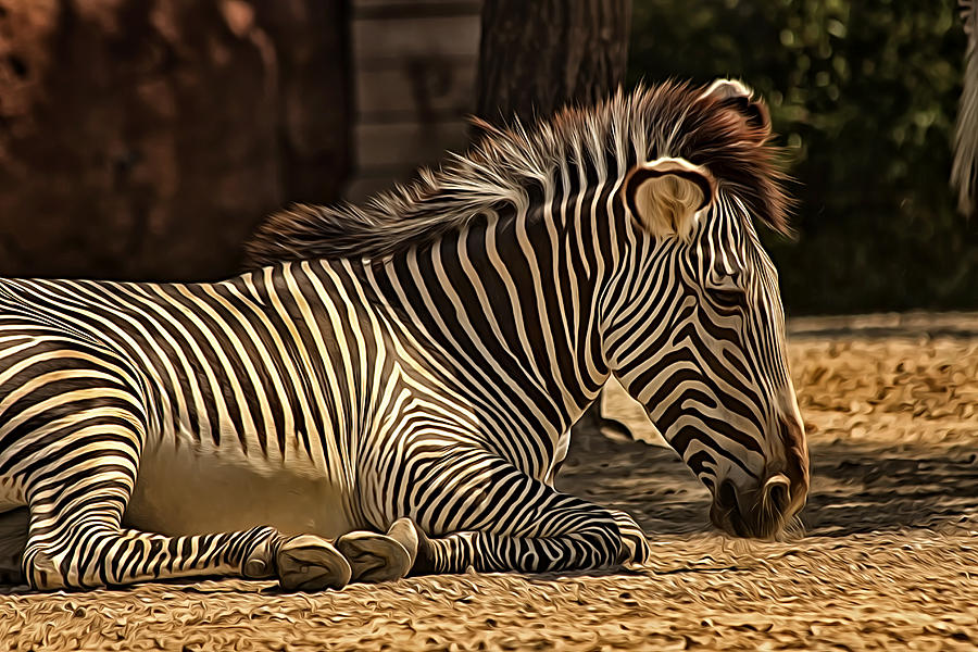 Zebra 5 Photograph by Linda Tiepelman