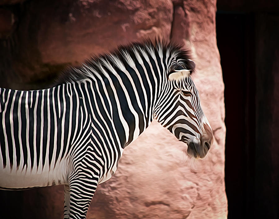 Zebra 6 Photograph by Linda Tiepelman