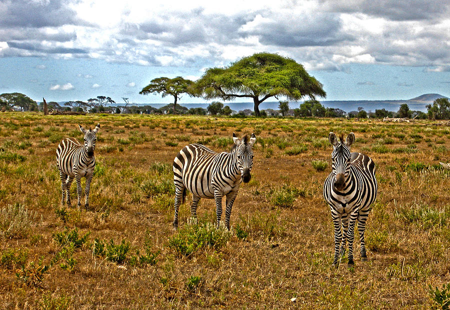 Zebra and Friends Photograph by Marie Morrisroe