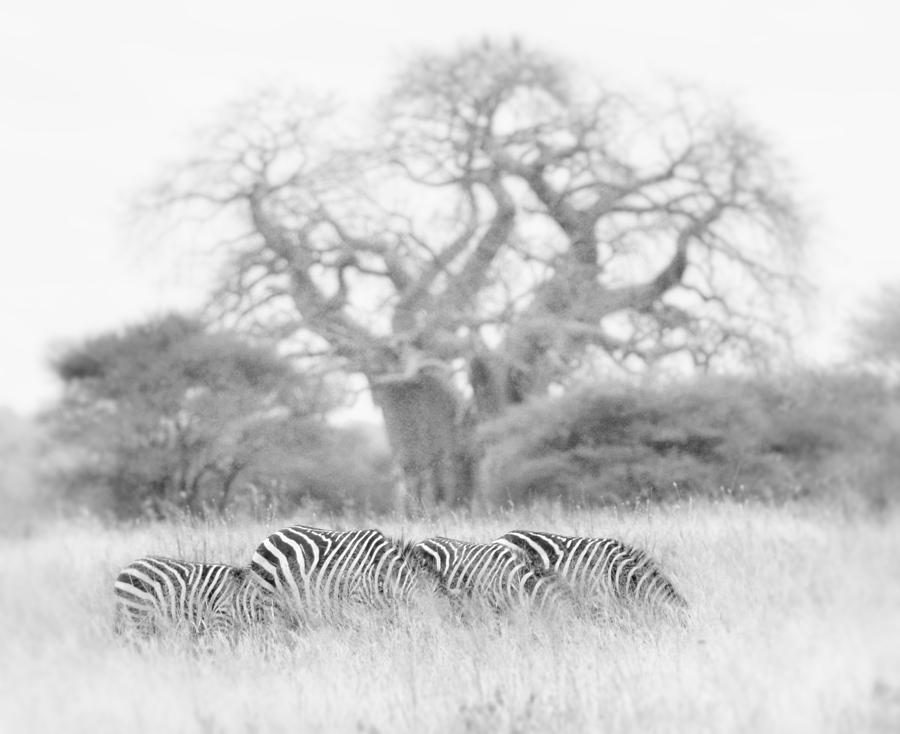 Wildlife Photograph - Zebra and Tree by Jack Daulton