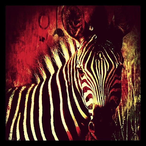 Wildlife Photograph - #zebra #animals #wildlife #colors by Cara Lewis