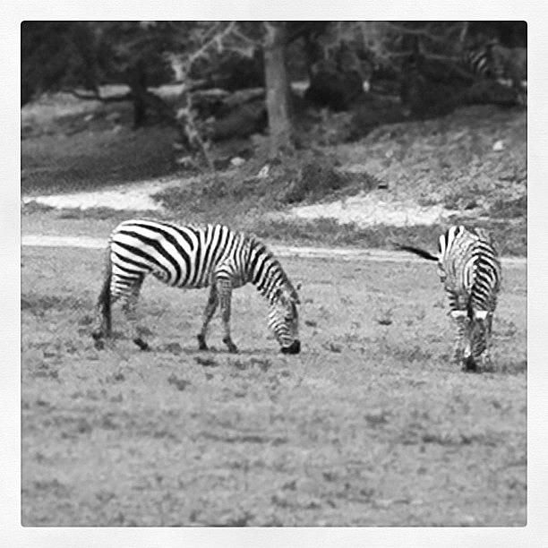 Tampa Photograph - Zebra at Busch Gardens in Tampa by James Roberts