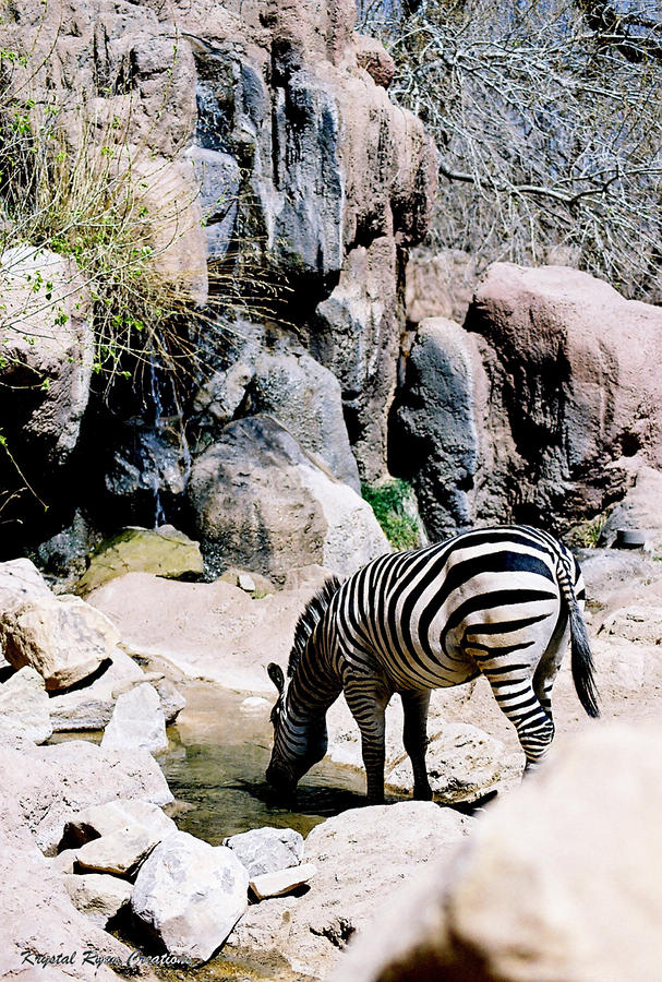 Zebra Photograph - Zebra at Water Hole by Laura Roberson Chavez
