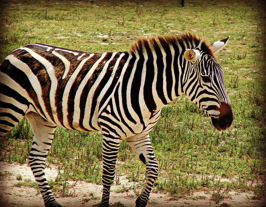 Zebra Photograph by Dark Whimsy