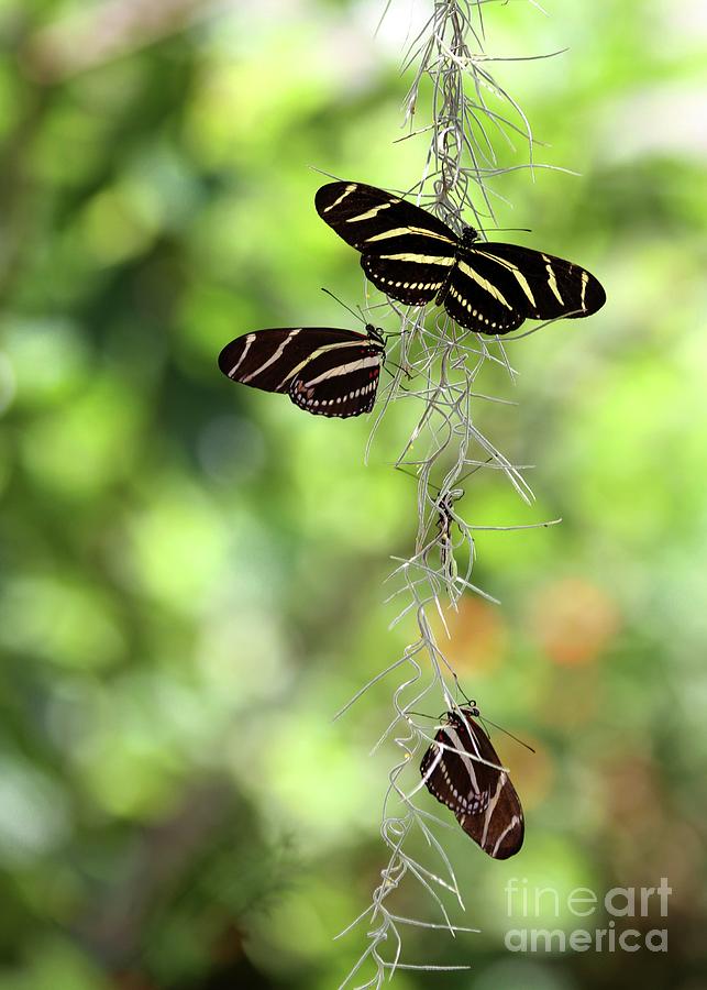 Zebra Butterflies Hanging Out Photograph by Sabrina L Ryan
