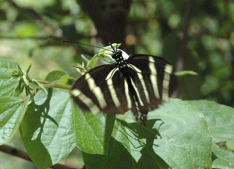 Zebra Butterfly Action Shot Photograph by Tom Wurl