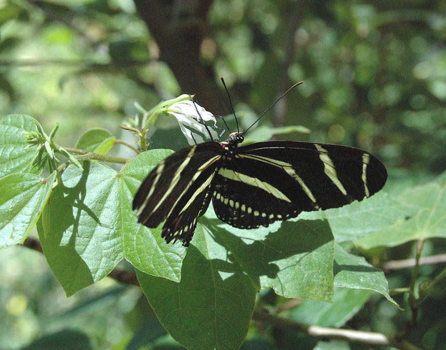 Zebra Butterfly Feeding Photograph by Tom Wurl