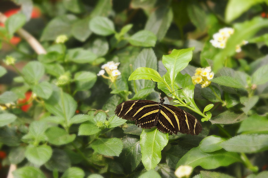 Zebra Butterfly Photograph by Marianne Campolongo