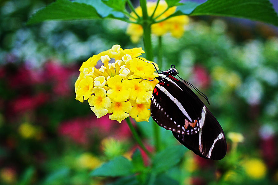 Zebra Butterfly On Yellow Lantana Photograph by Barbara Dean