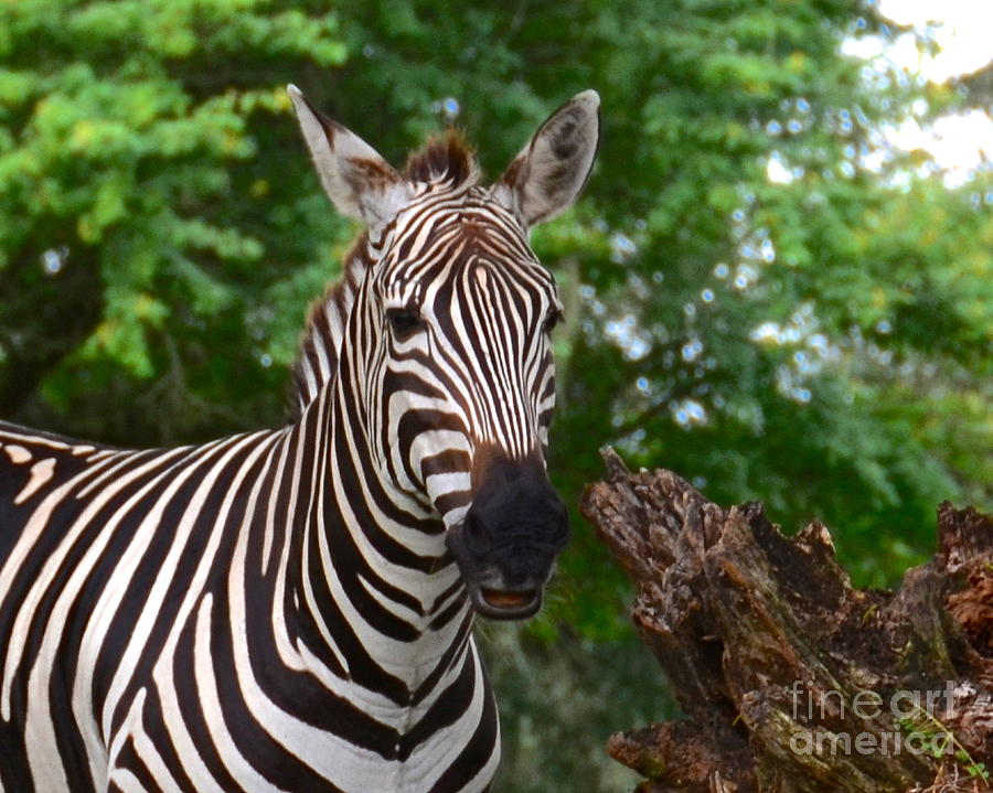 Zebra Photograph by Carol  Bradley