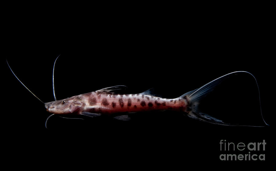 Zebra Catfish Photograph by Dant Fenolio