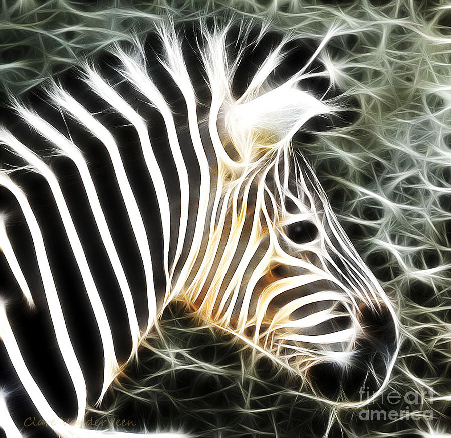 Zebra Photograph by Clare VanderVeen
