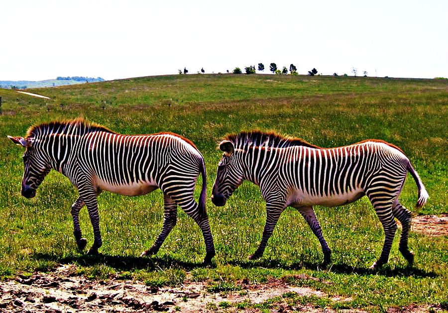 Zebra Crossing Photograph by Andrea Dale - Fine Art America