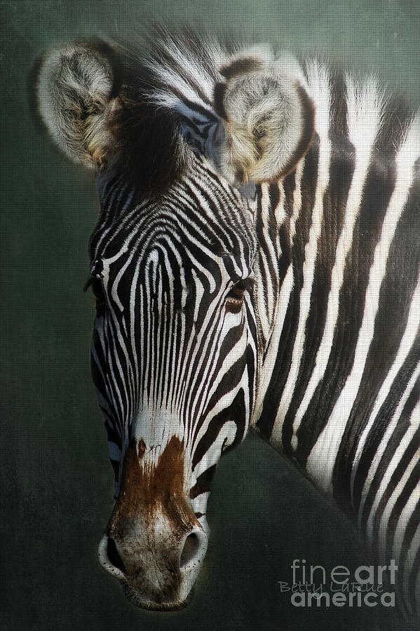 Zebra Designs Photograph by Betty LaRue