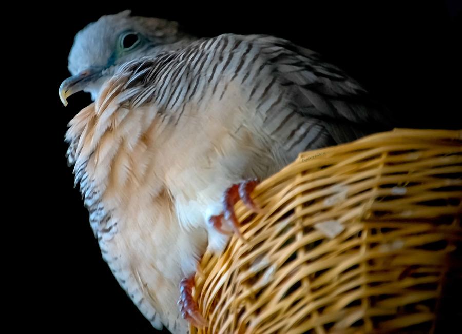 Zebra Dove from Above Photograph by DigiArt Diaries by Vicky B Fuller