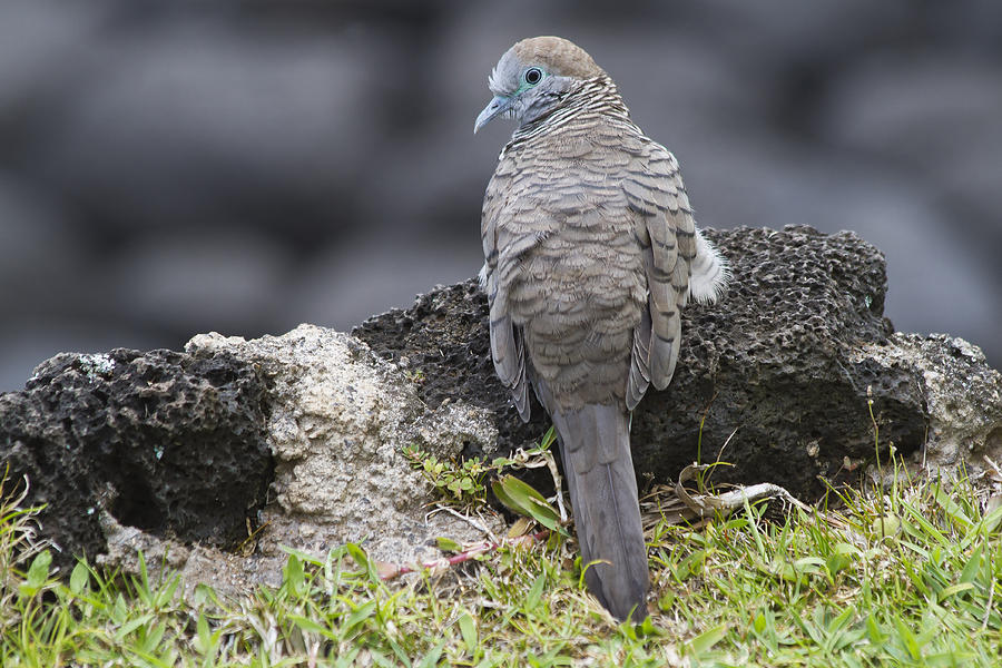 Zebra Dove Photograph by Roger Mullenhour