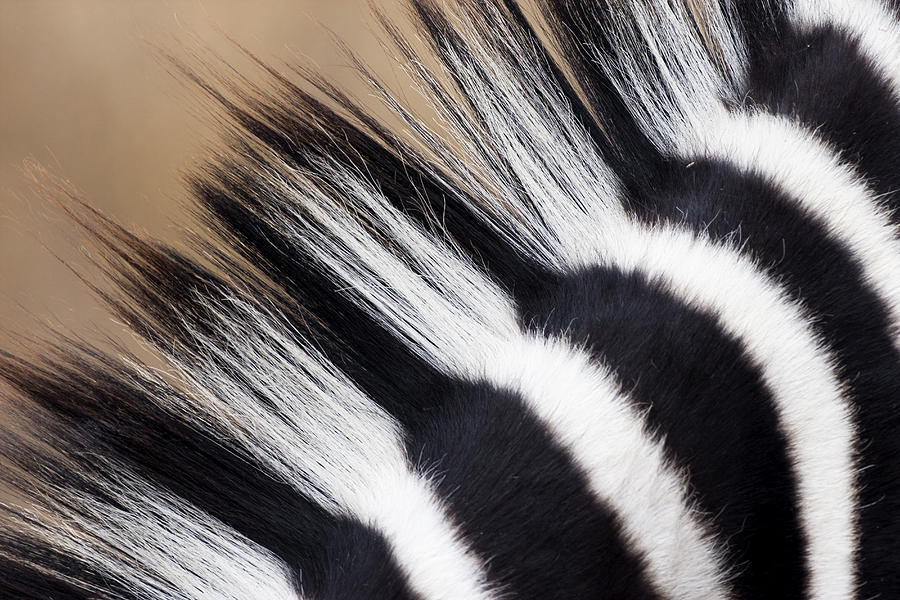 Zebra Equus Quagga Mane, Khama Rhino Photograph by Vincent Grafhorst