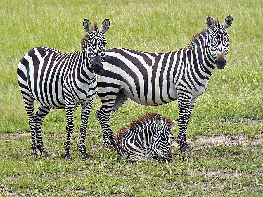 Wildlife Photograph - Zebra Family by Tony Murtagh