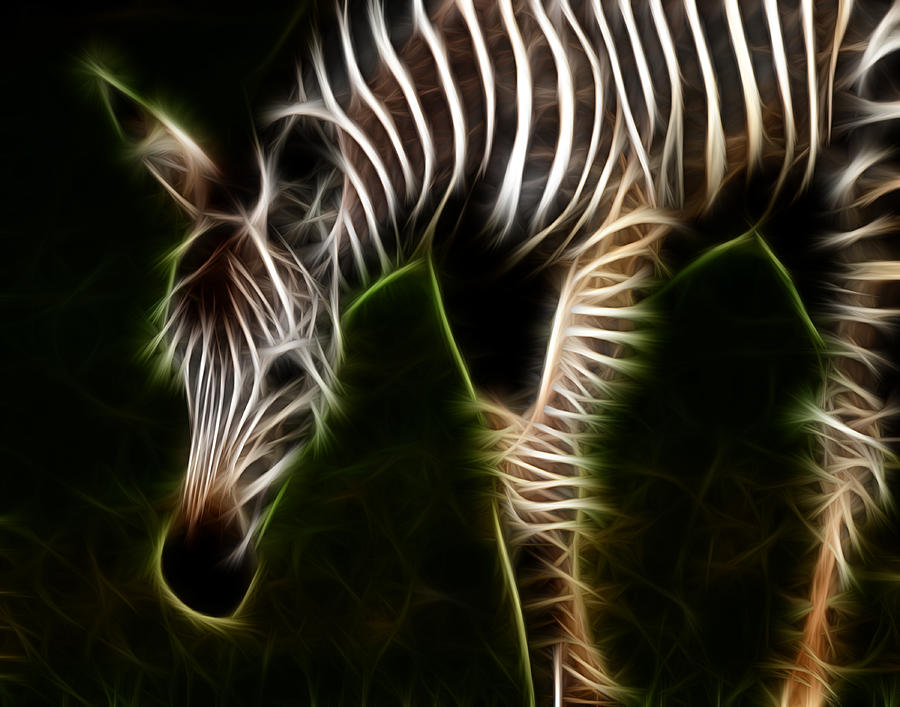 Zebra Foal Fractalius Digital Art by Maggy Marsh