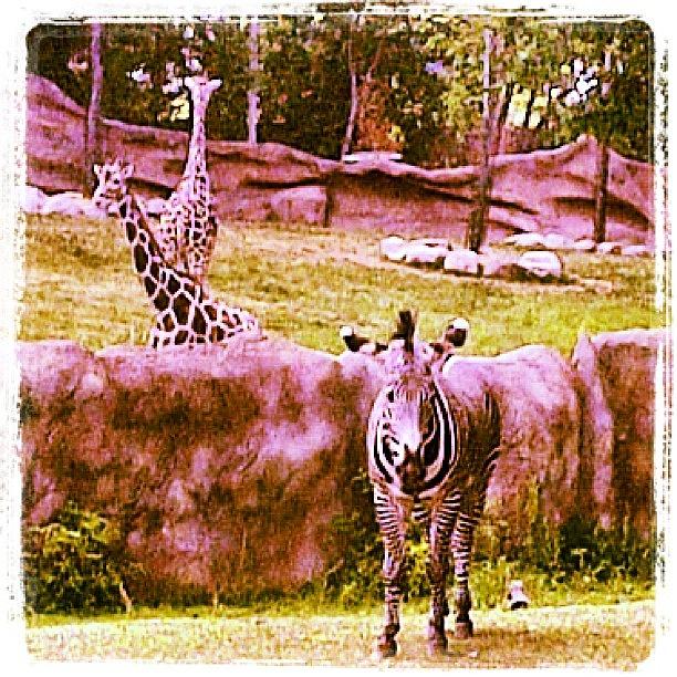 Giraffe Photograph - #zebra #giraffe by Kristin Rogers