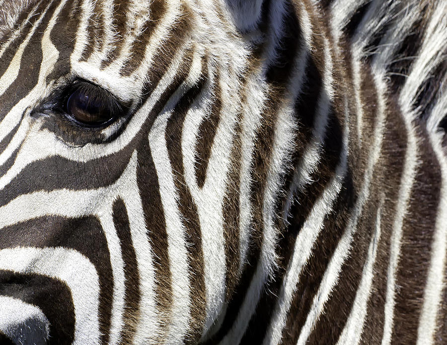 Zebra Graphic Photograph by Forest Alan Lee