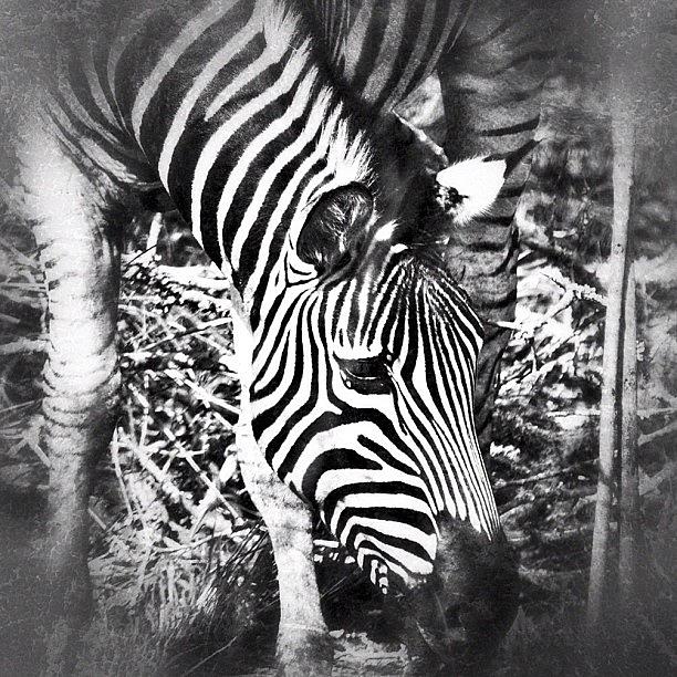Nature Photograph - Zebra Grazing #zebra #kruger by Polly Rhodes