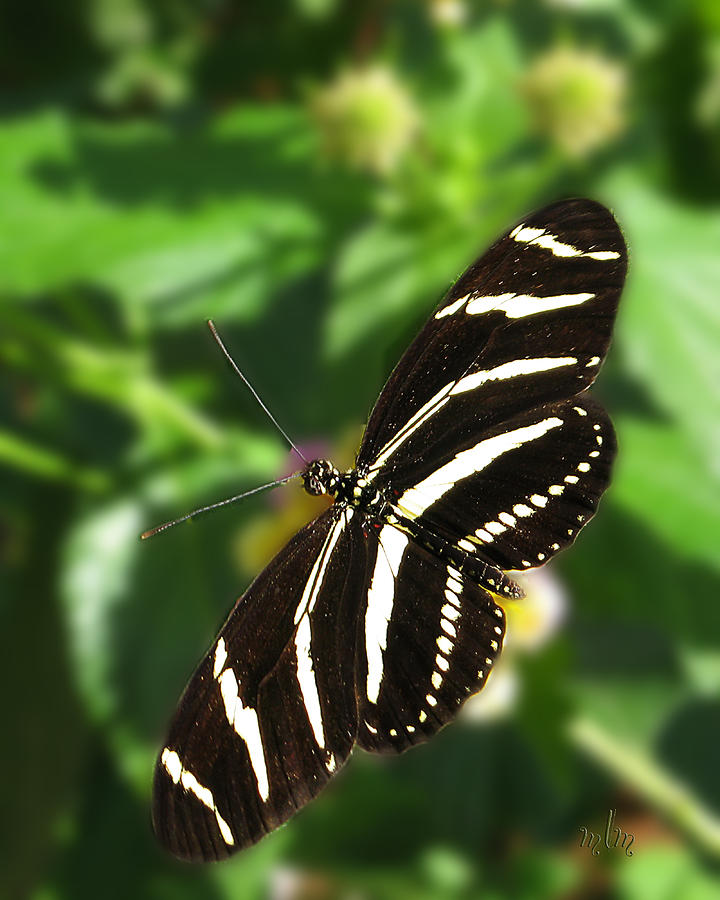 Zebra Heliconian Butterfly 1 Photograph by Marie Morrisroe