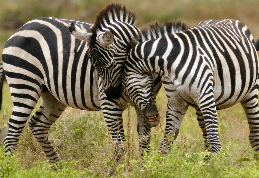 Wildlife Photograph - Zebra Hug by Jack Daulton