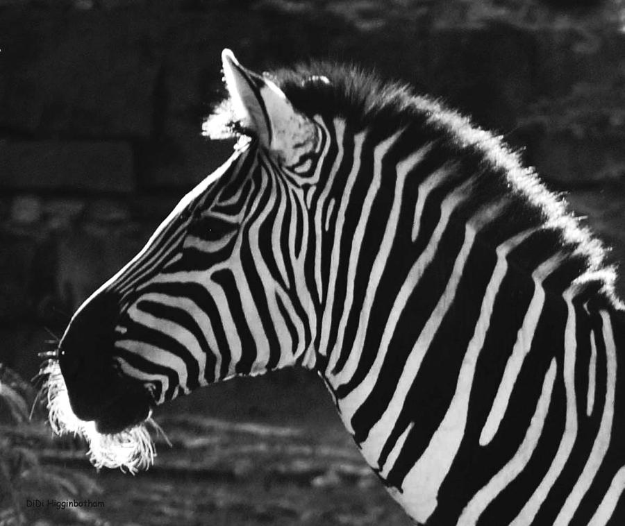 Zebra in black and white Photograph by DiDi Higginbotham