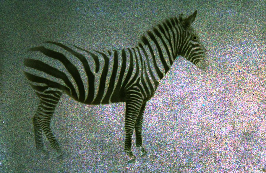 Zebra Photograph by Kelly Hazel