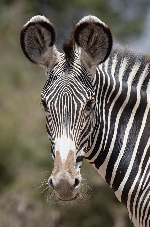 Zebra, Kenya, Africa Photograph by Keith Levit - Fine Art America