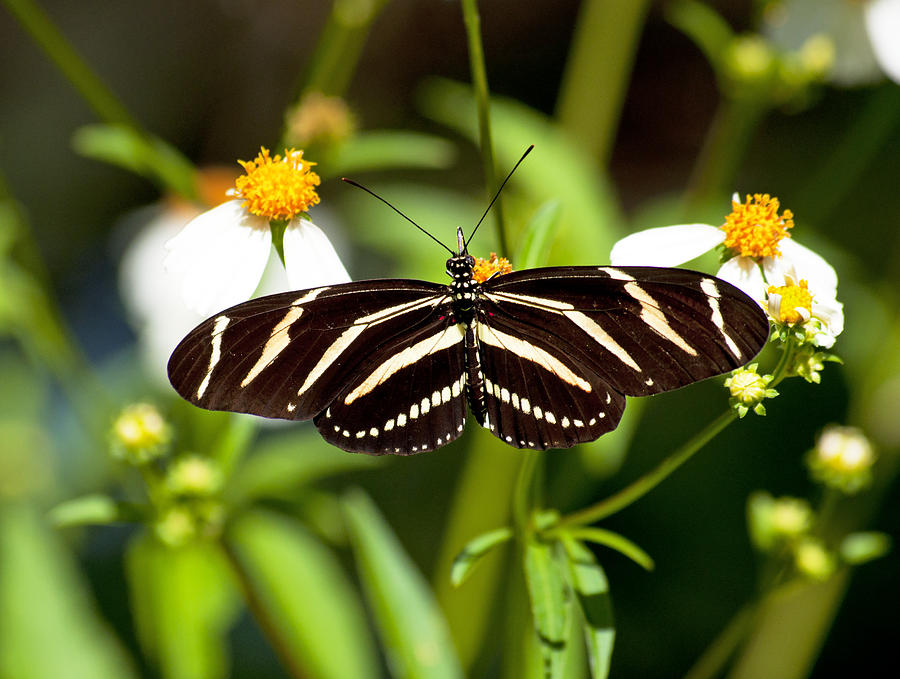 Zebra Longwing and Flowers Photograph by Kenneth Albin