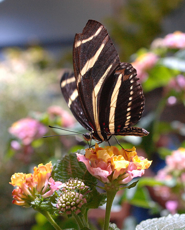 Zebra Longwing Butterfly Photograph by Diane Giurco