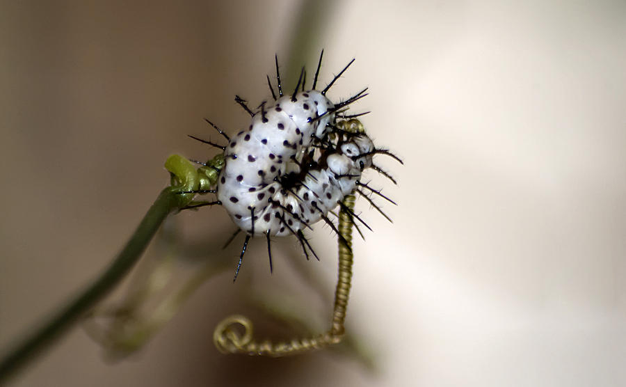 Zebra Longwing Caterpillar Photograph by Carolyn Marshall