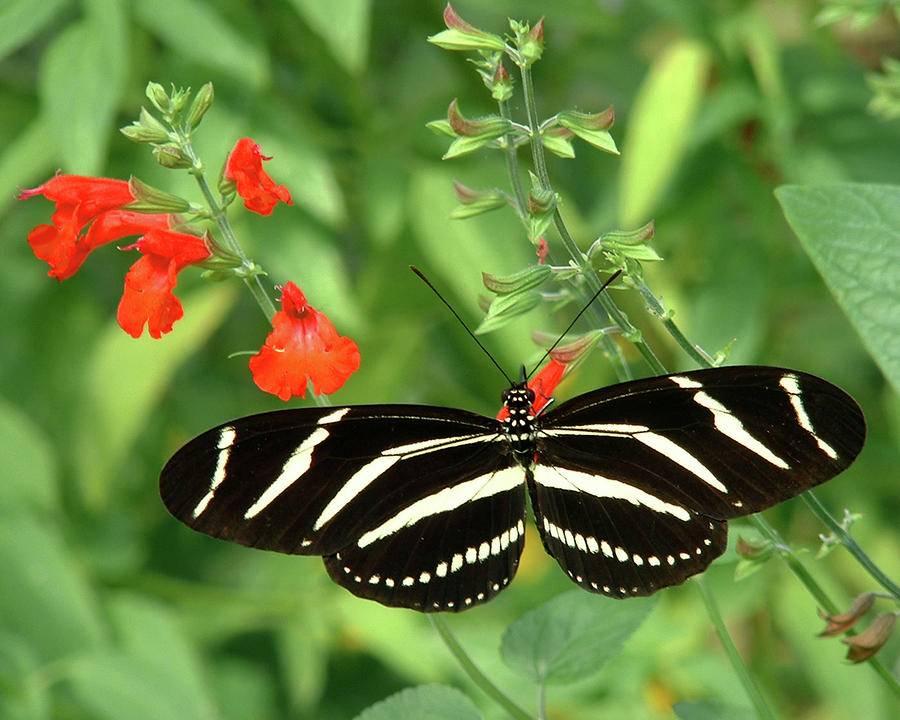 Zebra Longwing Photograph by Peggy Urban
