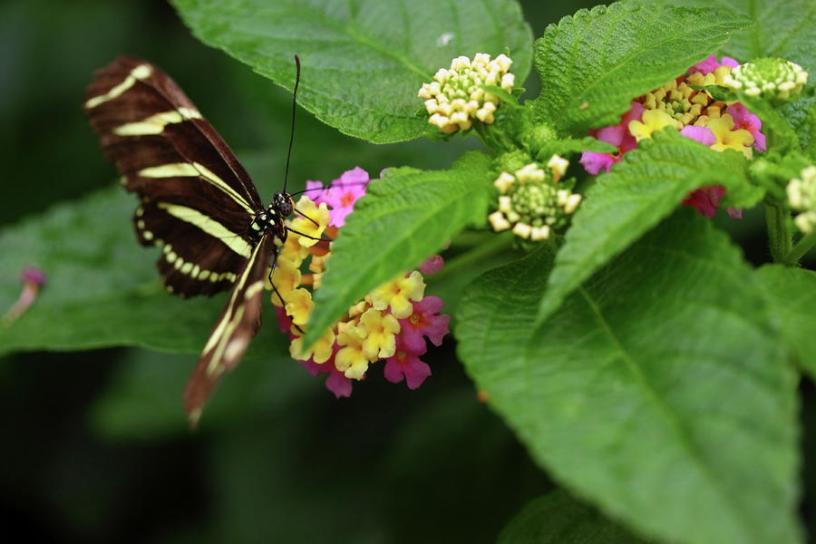 Butterfly Photograph - Zebra Longwing by Rick Berk