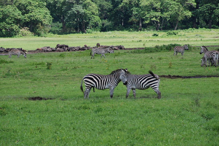 Zebra love Photograph by Herman Hagen