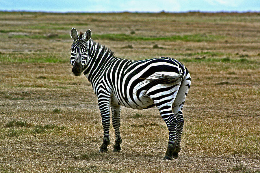 Zebra Photograph by Marie Morrisroe