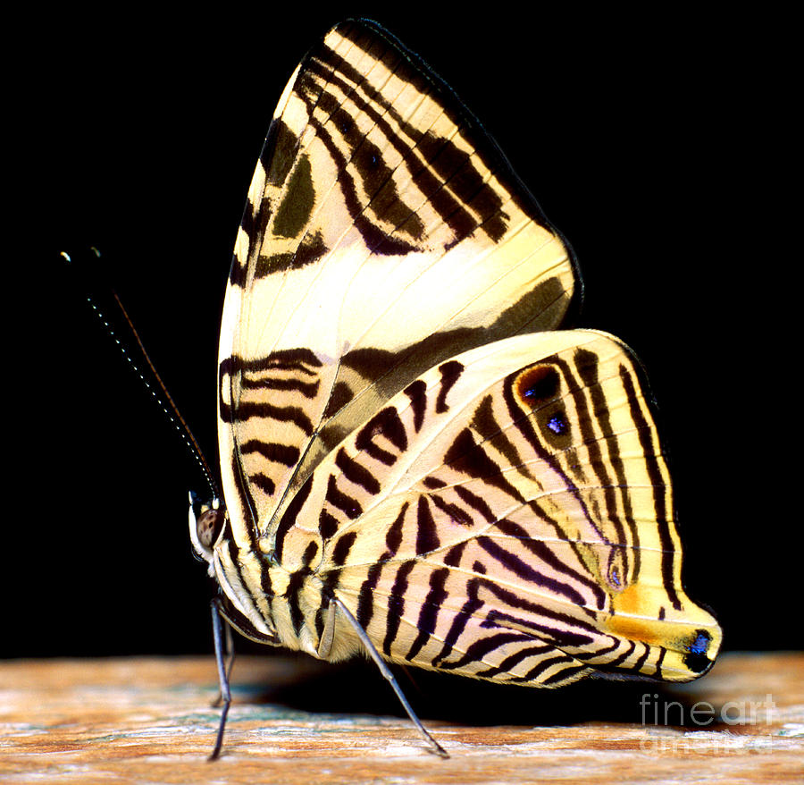 Zebra Mosaic Butterfly Photograph by Terry Elniski