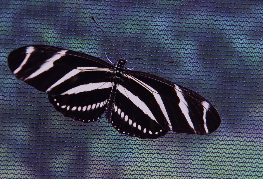 Butterfly Photograph - Zebra Netting by Warren Thompson