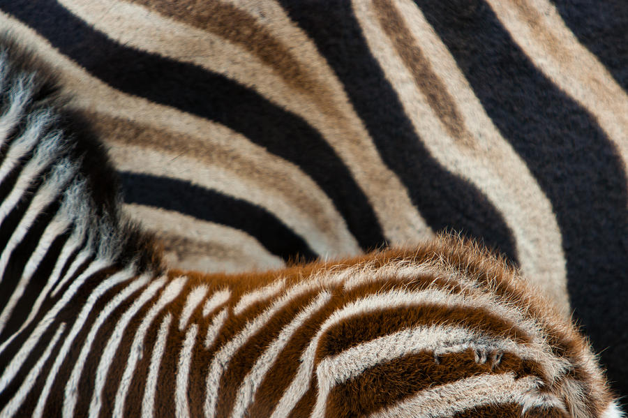 Abstract Photograph - Zebra Patterns by Hein Welman