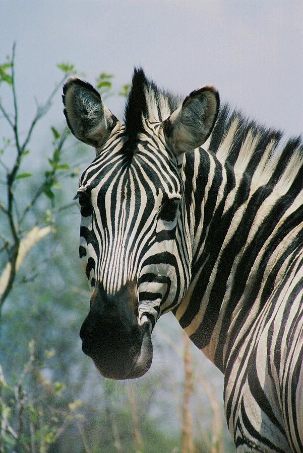 Wildlife Photograph - Zebra Pose by Barbara Allm