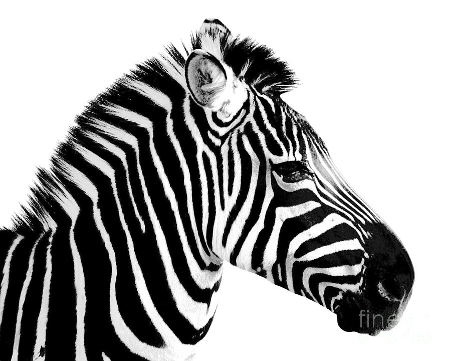 Black And White Photograph - Zebra by Rebecca Margraf