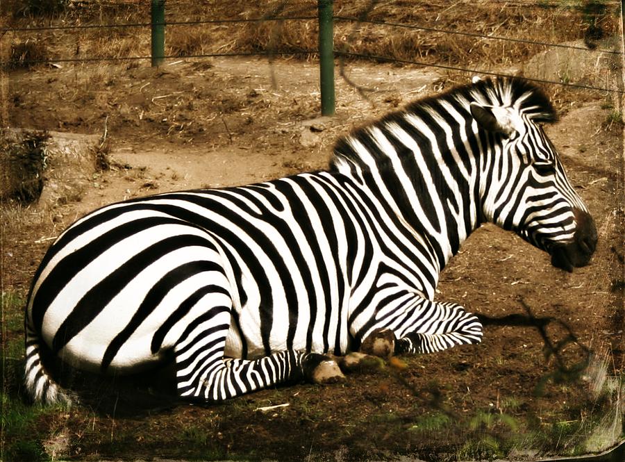 Zebra Resting Photograph by Alma Yamazaki